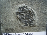 Microbrachius Paar