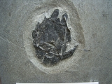 Microbrachius Paar