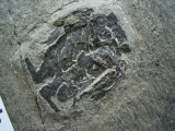 Microbrachius Paar