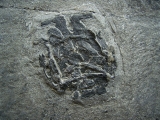 Microbrachius Paar