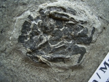 Microbrachius Paar