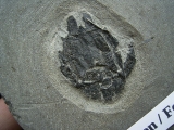 Microbrachius Paar