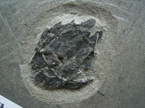 Microbrachius Paar