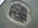 Microbrachius Paar