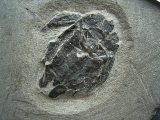Microbrachius Paar
