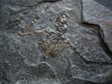 Fledermaus Palaeochiropteryx