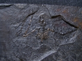 Fledermaus Palaeochiropteryx