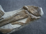 Steneosaurus Bein- und Fussknochen