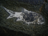 Aeduella, Fischfossil