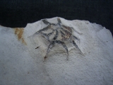 Rugoconites, Ediacara-Biota