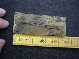 Vogelknochen, Grube Messel
