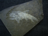 Elonichthys