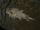 Elonichthys #2
