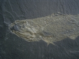 Pygopterus-Raubfisch aus dem Deutschen Kupferschiefer