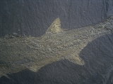 Pygopterus-Raubfisch aus dem Deutschen Kupferschiefer
