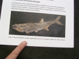 Pygopterus-Raubfisch aus dem Deutschen Kupferschiefer