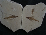 Fliegender Fisch Exocoetoides