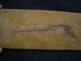 Nothogoneus longiceps