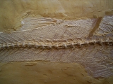 Nothogoneus longiceps