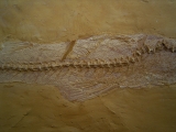 Nothogoneus longiceps