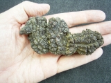 Reptilien Coprolith