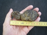 Reptilien Coprolith