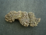 Reptilien Coprolith