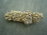 Reptilien Coprolith