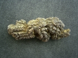 Reptilien Coprolith