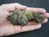 Reptilien Coprolith
