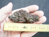 Reptilien Coprolith