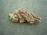 Reptilien Coprolith