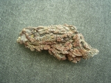 Reptilien Coprolith