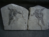 Pterichtyodes, Devon-Panzerfisch #2