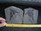 Pterichtyodes, Devon-Panzerfisch #2
