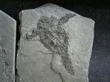 Pterichtyodes, Devon-Panzerfisch #2