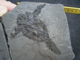 Pterichtyodes, Devon-Panzerfisch #2