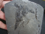 Pterichtyodes, Devon-Panzerfisch #2