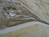 Schnabelfisch Aspidorhynchus