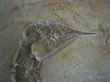Schnabelfisch Aspidorhynchus