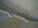 Schnabelfisch Aspidorhynchus