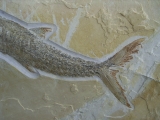 Schnabelfisch Aspidorhynchus