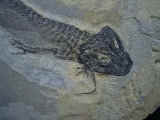 Temnospondyle aus dem Perm