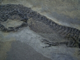 Temnospondyle aus dem Perm