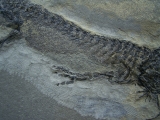 Temnospondyle aus dem Perm