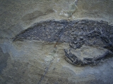 Temnospondyle aus dem Perm