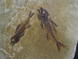 Fishes Dapalis macrurus