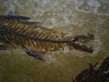 Fische Dapalis macrurus