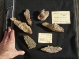 Spurenfossilien Volkichnium und Phycodes