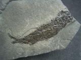 Quastenflosser Osteolepis